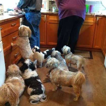 A happy pack of small dogs gathered in the kitchen at Surrey Dog Daycare