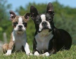 Two Boston Terriers, one of the small breeds we welcome