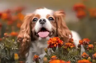 Cavalier King Charles Spaniel, one of the small breeds we welcome