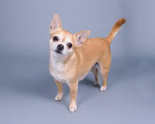 Chihuahua, one of the small breeds we welcome