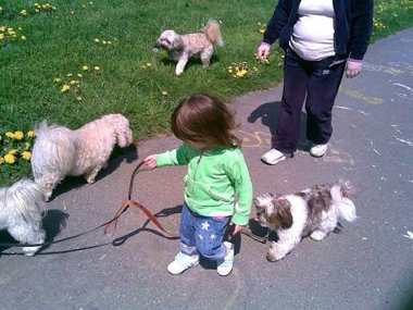 One of our small dogs out on a neighbourhood walk with friends